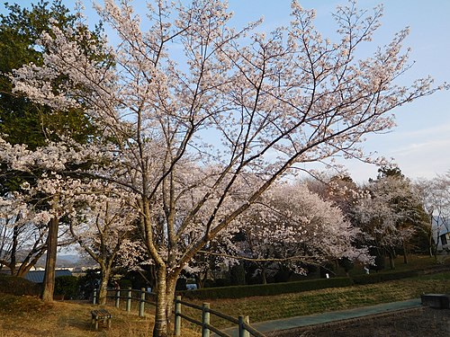 桜川市の画像